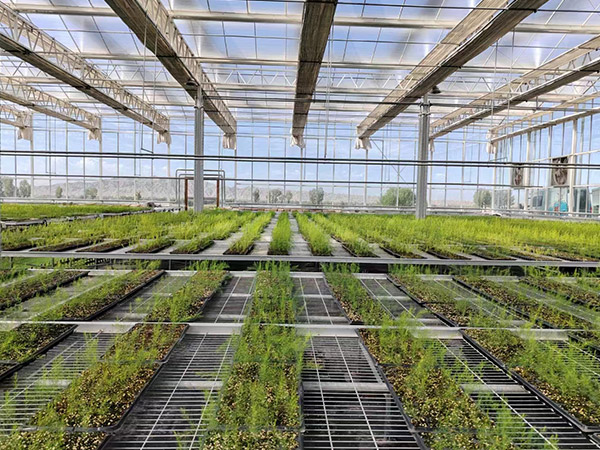 河北無土科技栽培